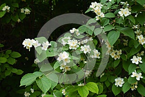 Pure white flowers of mock orange in June