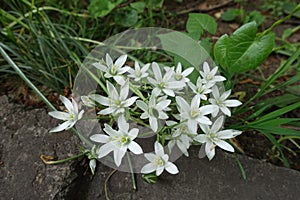 Pure white flowers of Ornithogalum umbellatum