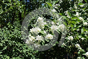 Pure white flowers of Philadelphus coronarius