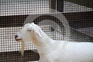 Pure white goat