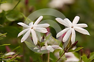 A pure white indian jasmine flower