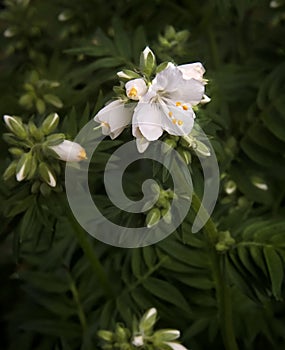Pure White Jacob`s Ladder Flower
