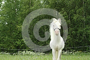 Pure white little stallion photo