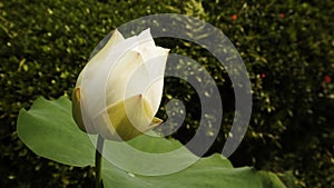 Pure white lotus