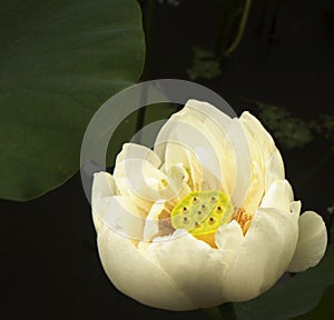 Pure white lotus