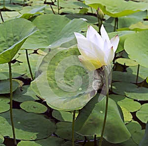 Pure white lotus