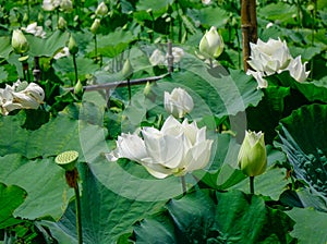 Pure white lotus flower