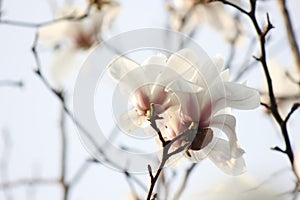 Pure white magnolia flower blossoming on the branch