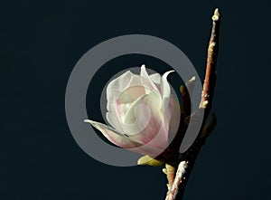 Pure white magnolia flower with yellow center