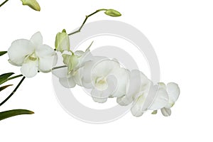 Pure White orchid flower on isolated