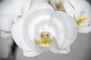 Pure white phalaenopsis orchid