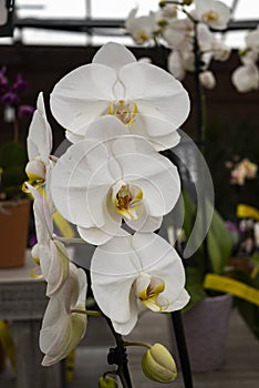 Pure White Phalaenopsis Orchid