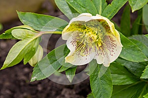 pure white and pink white Christmas Rose Helleborus Niger flowers close-up. early spring flowers. spring floral background