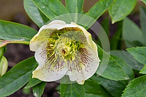 pure white and pink white Christmas Rose Helleborus Niger flowers close-up. early spring flowers. spring floral background