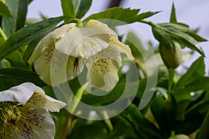 pure white and pink white Christmas Rose Helleborus Niger flowers close-up. early spring flowers. spring floral background