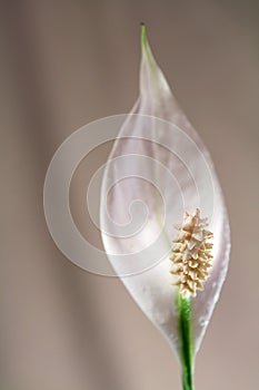 Pure white pistil