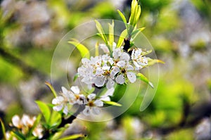 Pure white plum flower - plum flower in BacHa, VietNam