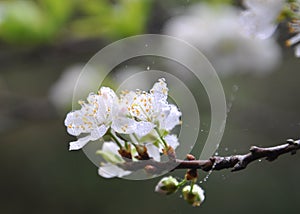 Pure white plum flower