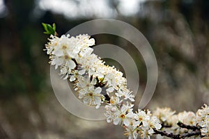 Pure white plum flower