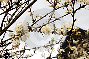 Pure white plum flower
