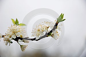 Pure white plum flower