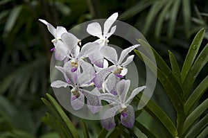 Pure white and purple orchid