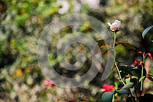 Pure white rose, garden background with bokeh background
