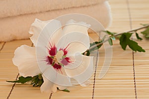 Pure White Rose of Sharon in a Spa Vignette