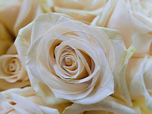 A pure white rose. A symbol of love and purity