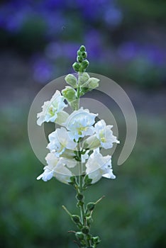 Pure white snapdragon blooms in the garden add fall color.