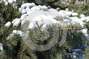 Pure white snow on branches of blue spruce