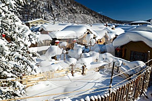 The pure white snow mushroom of China`s snow town