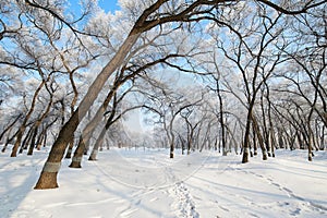 The pure white snow scenic