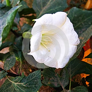 Pure white Stramonium flower in a park