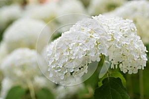 Pure white summer hydrangea flower head