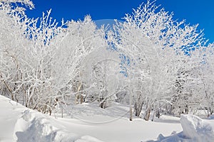 The pure white trees with soth rime and blue sky