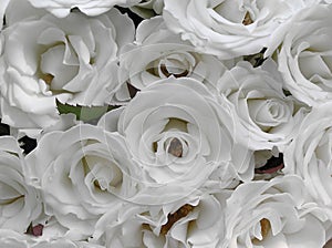 Pure white wedding roses