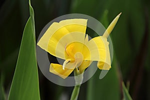 Pure Yellow Canna flower