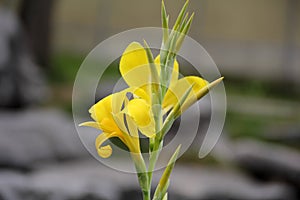 Pure Yellow Canna flower