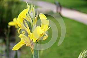 Pure Yellow Canna flower