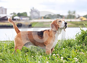 Purebered beagle standing in green grass