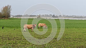 Purebread bull called Aubrac in a meadow near the sea in France photo