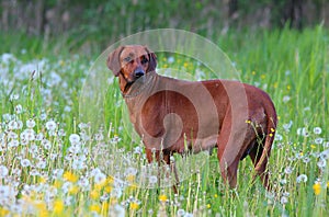 The purebread dog in the meadow photo