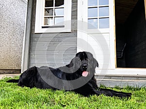 newfoundland black dog lies in the grass outside with the tongue out and a log cabin behind photo