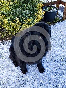 Purebread newfoundland black dog sits in the snow looking up photo