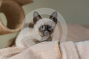 Purebred 2 month old Siamese cat with blue almond shaped eyes on beige playground background. Small kitten laying. Concepts of