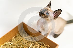 Purebred 2 month old Siamese cat with blue almond shaped eyes on box basket background. Thai kitten hiding in a box basket.