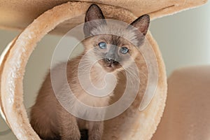 Purebred 6 week old Siamese cat Small kitten with blue shaped eyes on beige playground background. Concepts of pets play hiding