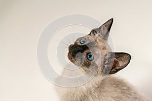 Purebred 8 weeks cute Siamese kitten. Portrait of thai cat with blue eyes sitting on white background. Concepts of pets play