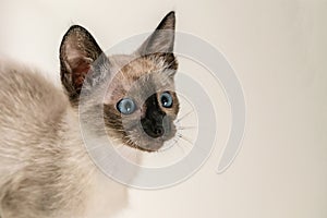 Purebred 8 weeks small Siamese kitten. Thai cat portrait with blue eyes on white background. Concepts of pets play hiding